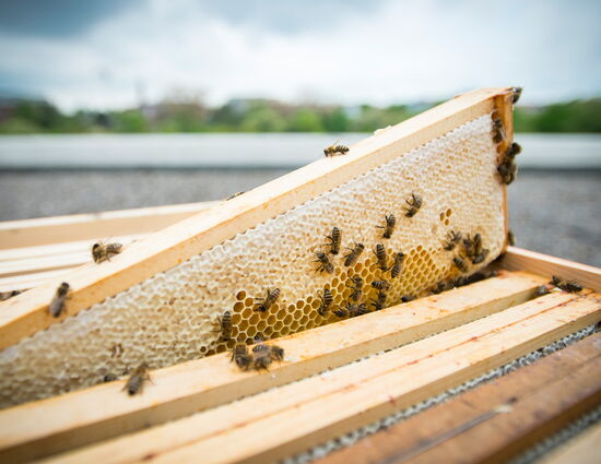 Bienenwaben mit Bienen auf dem Dach der Musik- und Kongresshalle Lübeck
