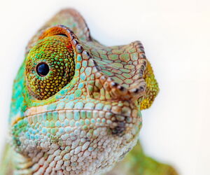 Logo GO.GRØØN - Messe für Nachhaltiges & Faires, Kopf Chamäleon in die Kamera schauend