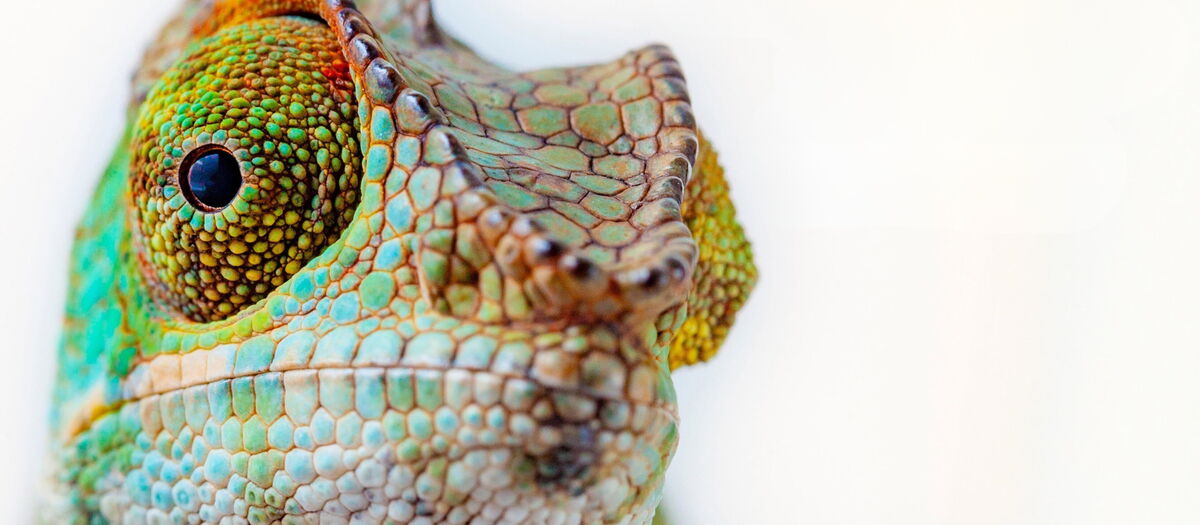 Logo GO.GRØØN - Messe für Nachhaltiges & Faires, Kopf Chamäleon in die Kamera schauend